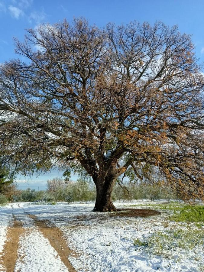 L'Antica Quercia Pensionat Andria Exteriör bild